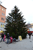 Weihnachtsbaum+Bregenz+001