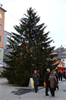 Weihnachtsbaum+Bregenz+003