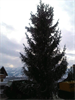 Weihnachtsbaum14