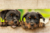 Informationen zur Hundehaltung in Doren